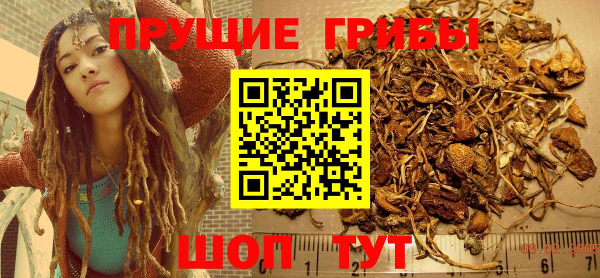 Псилоцибиновые грибы мицелий Каменск-Шахтинский